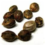 Семена марихуаны АК-47  (Seeds AK-47) в Шацке